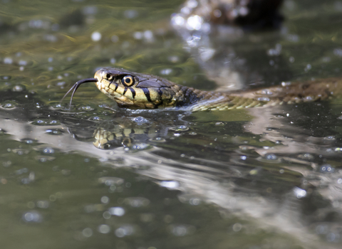 Swimming grass snake
