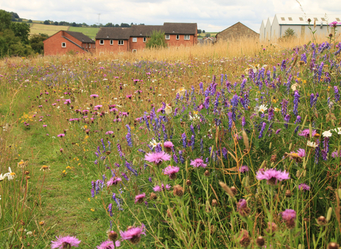 Houses with grasses and wild flowers in front