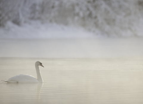Mute swan swimming across a lake in a winter dawn mist