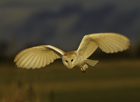 Barn Owl in flight