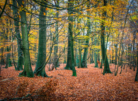 Beech trees in autumn at Hog and Hollowhill Woods