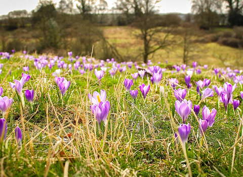 Inkpen Crocus Field