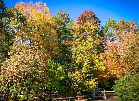 A view of autumn trees at Woolley Firs