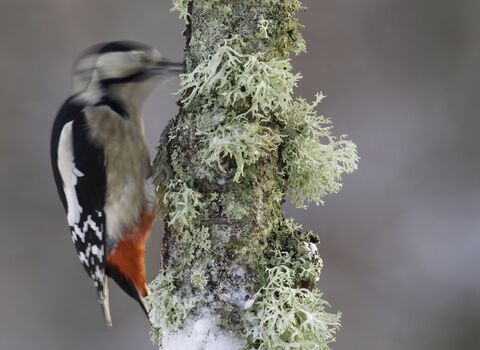 A great spotted woodpecker pecking an ice covered mossy branch.