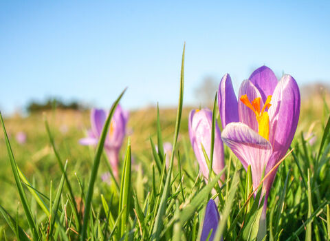 Inkpen Crocus Field in bloom