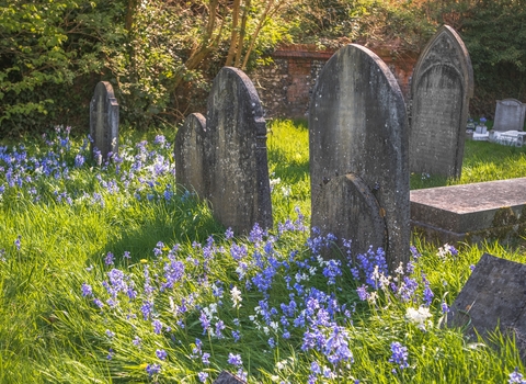 Churchyard bluebells and gravestones