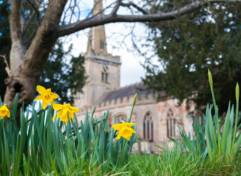 Spring daffodils flowering in a churchyard