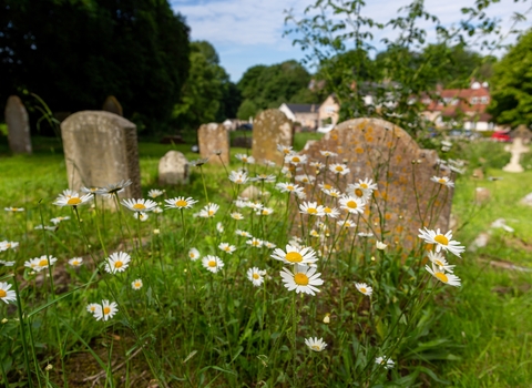 Ox-eye daisies flowering in a churchyard