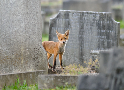 Urban red fox cub (Vulpes vulpes) in a cemetery