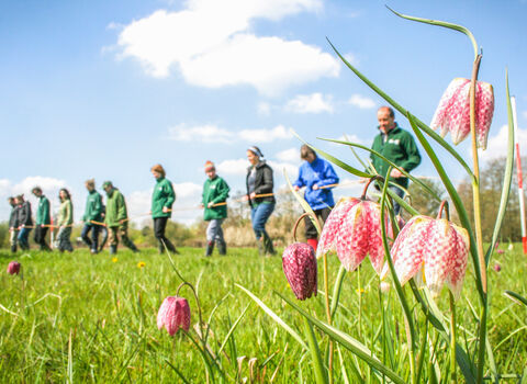 BBOWT staff and volunteers carrying out the annual snake's-head fritillary count at Iffley Meadows 