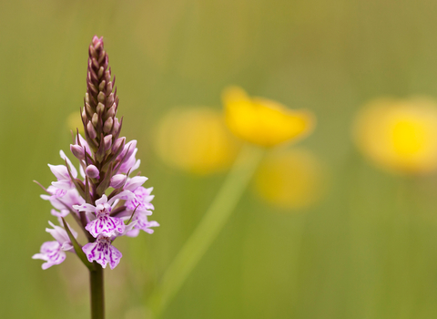 Common spotted orchid