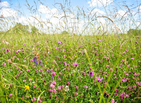 Wildflowers in the Coronation Meadow at BBOWT's Chimney Meadows nature reserve
