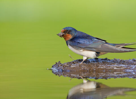 Swallow collecting mud for nest building