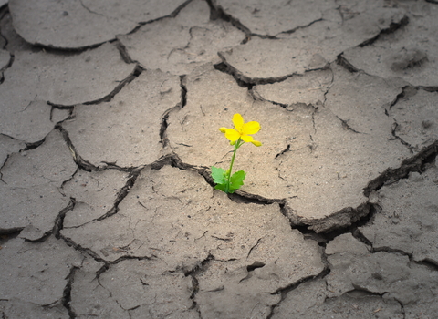 Greater celandine, a bright yellow flower growing alone through dry, cracked soil