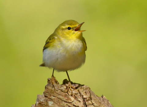 Wood warbler perched on a log, singing