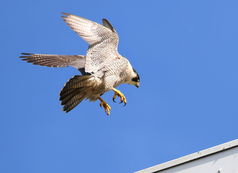 Peregrine falcon landing on a building