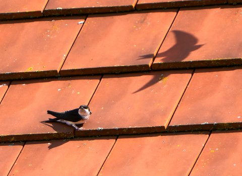 House martin on red tile roof with the shadow of a second bird flying overhead