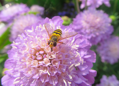 Hoverfly on a pink scabious flower