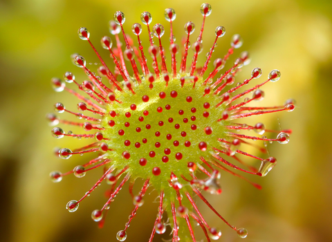 Macro image of a carnivorous round-leaved sundew showing hair-like red tendrils tipped with glistening droplets that attract insects