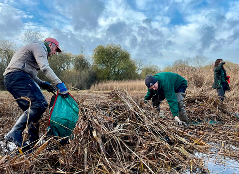 Conservation volunteers clearing dead reeds at Weston Turville Reservoir, Buckinghamshire