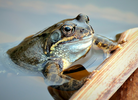Close up of a common frog on pond surface