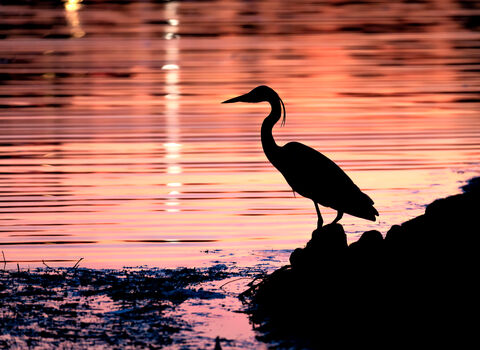 Silhouette of a grey heron stood by water with streetlamp and sunset reflections