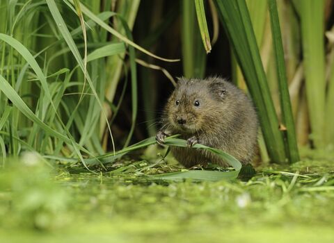 Water vole amongst reeds eats a piece of grass