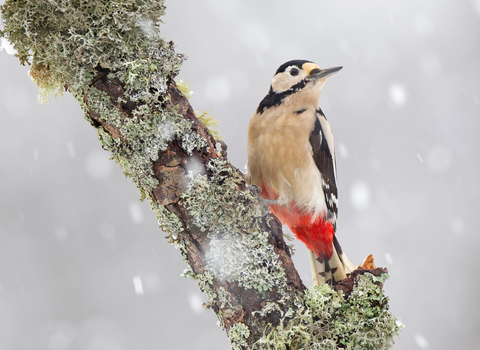 Great spotted woodpecker perched on a branch against falling snow