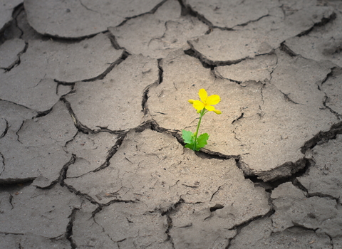 Celandine growing through cracked earth