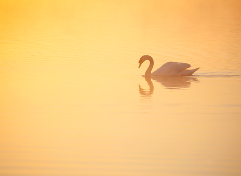 Mute swan at dawn with reflection in still water