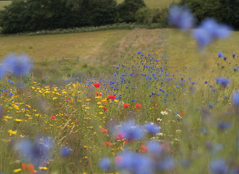 Wild flower margin in farmland