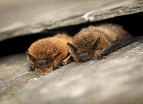 Two common pipistrelle bats lying between roof tiles