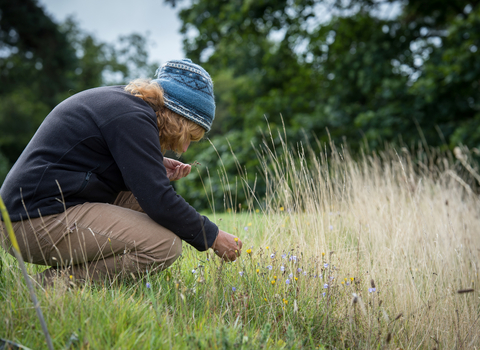 Woman surveying flowers