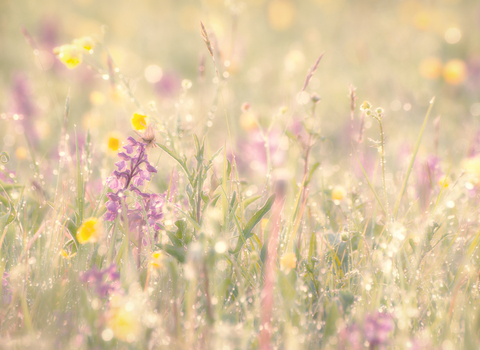Morning dew on a beautiful wildflower meadow