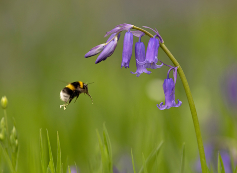 Bee flying towards a bluebell flower