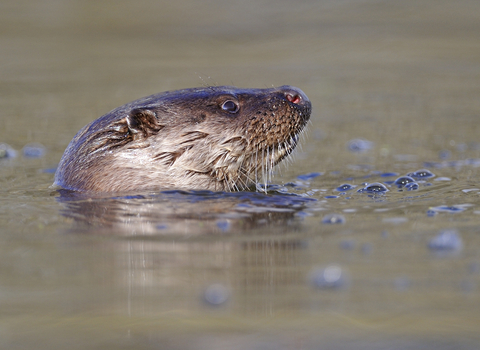 Face of a European otter swimming in a river