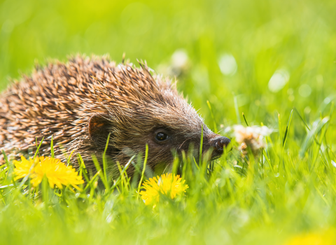 Hedgehog walking on sunlit grass