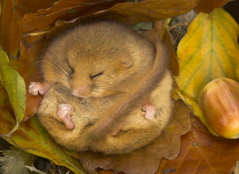 Hibernating dormouse