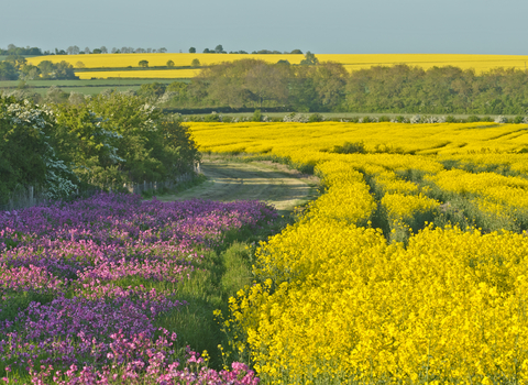 A field of yellow oilseed rape with a conservation margin of red campion