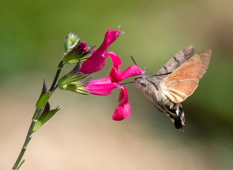 Hummingbird hawk-moth hovering as it feeds on nectar from a flower