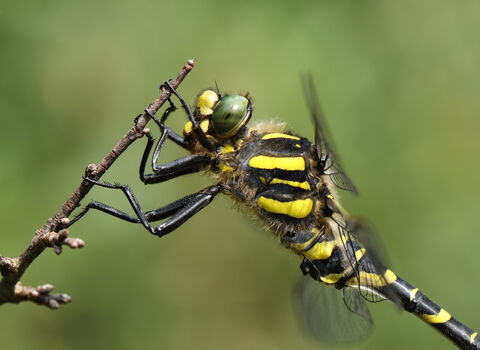 Golden-ringed dragonfly