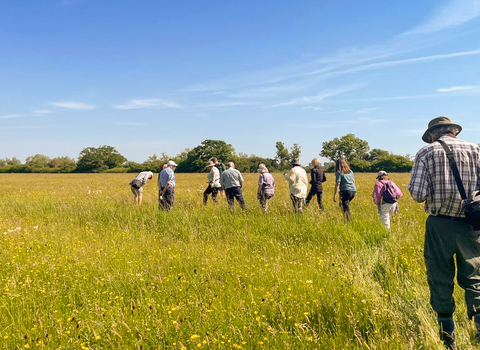 Members of BBOWT's Legacy Society walking through a wildflower meadow on a guided tour of Meadow Farm