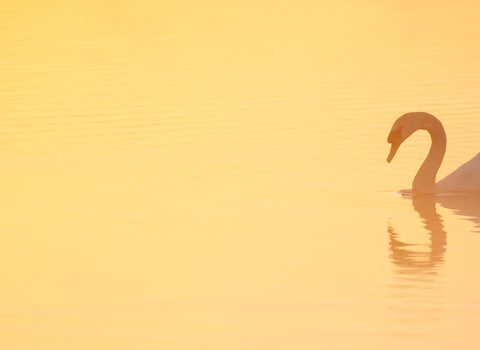 Mute swan swimming on a lake at dawn with reflection in still water