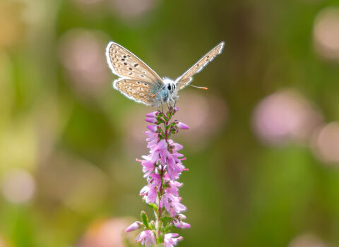 A sunlit common blue butterfly on the pink flowers of ling