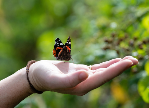 Red admiral butterfly on a person's hand