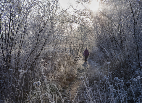 A person walking through a frosty nature reserve in winter, Cholsey Marsh