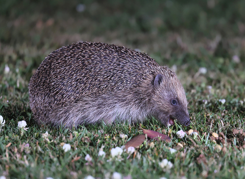 Hedgehog feeding at night in a garden
