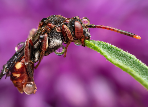 Macro image of an armed nomad bee on a flower