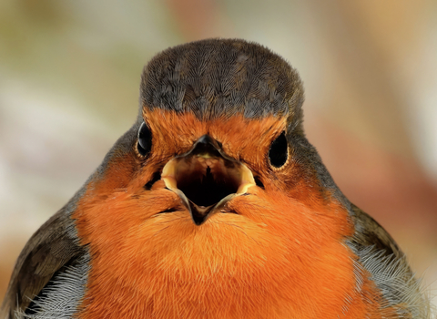 Face of a robin with open beak
