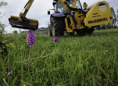 Pyramidal orchid being destroyed by a digger